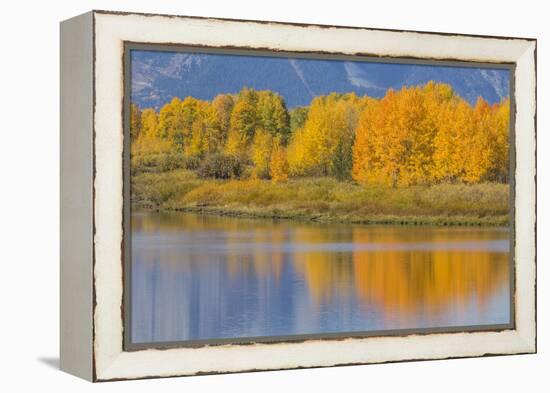 USA, Wyoming, Grand Teton NP. Autumn colored aspen trees are reflected in the Snake River-Elizabeth Boehm-Framed Premier Image Canvas