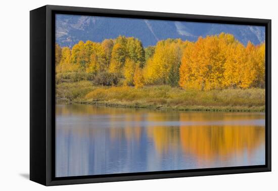 USA, Wyoming, Grand Teton NP. Autumn colored aspen trees are reflected in the Snake River-Elizabeth Boehm-Framed Premier Image Canvas