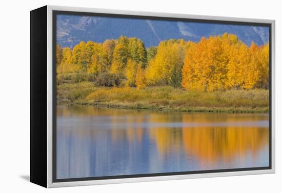 USA, Wyoming, Grand Teton NP. Autumn colored aspen trees are reflected in the Snake River-Elizabeth Boehm-Framed Premier Image Canvas