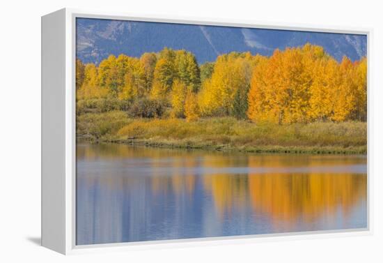 USA, Wyoming, Grand Teton NP. Autumn colored aspen trees are reflected in the Snake River-Elizabeth Boehm-Framed Premier Image Canvas