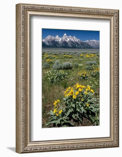 USA, Wyoming. Grand Teton Range and Arrowleaf Balsamroot wildflowers, Grand Teton National Park.-Judith Zimmerman-Framed Photographic Print