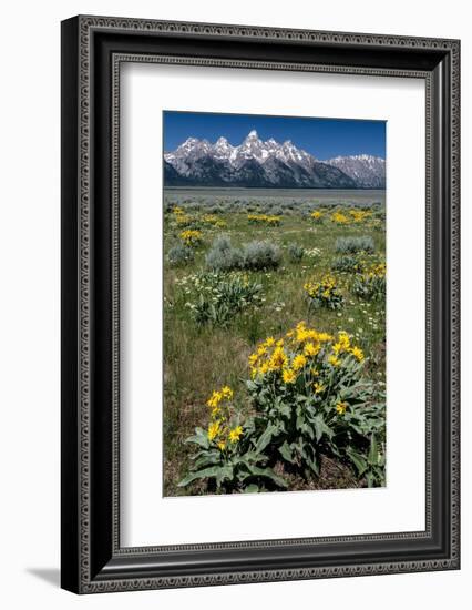 USA, Wyoming. Grand Teton Range and Arrowleaf Balsamroot wildflowers, Grand Teton National Park.-Judith Zimmerman-Framed Photographic Print