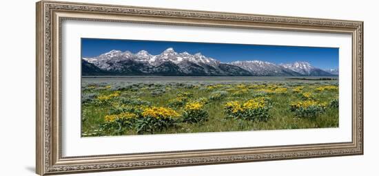 USA, Wyoming. Grand Teton Range and Arrowleaf Balsamroot wildflowers, Grand Teton National Park.-Judith Zimmerman-Framed Photographic Print