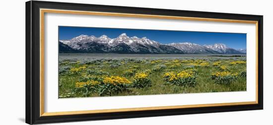 USA, Wyoming. Grand Teton Range and Arrowleaf Balsamroot wildflowers, Grand Teton National Park.-Judith Zimmerman-Framed Photographic Print