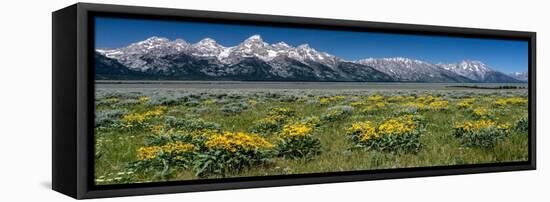 USA, Wyoming. Grand Teton Range and Arrowleaf Balsamroot wildflowers, Grand Teton National Park.-Judith Zimmerman-Framed Premier Image Canvas
