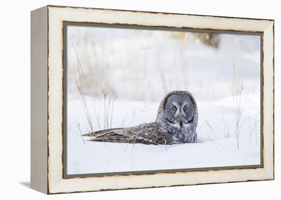 USA, Wyoming, Great Gray Owl Sitting in Snow after Diving for Rodent-Elizabeth Boehm-Framed Premier Image Canvas