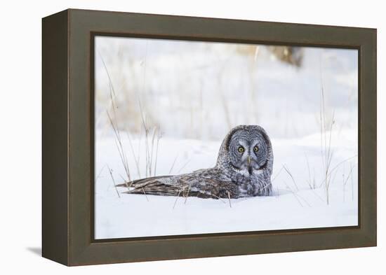 USA, Wyoming, Great Gray Owl Sitting in Snow after Diving for Rodent-Elizabeth Boehm-Framed Premier Image Canvas