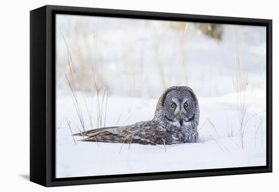 USA, Wyoming, Great Gray Owl Sitting in Snow after Diving for Rodent-Elizabeth Boehm-Framed Premier Image Canvas