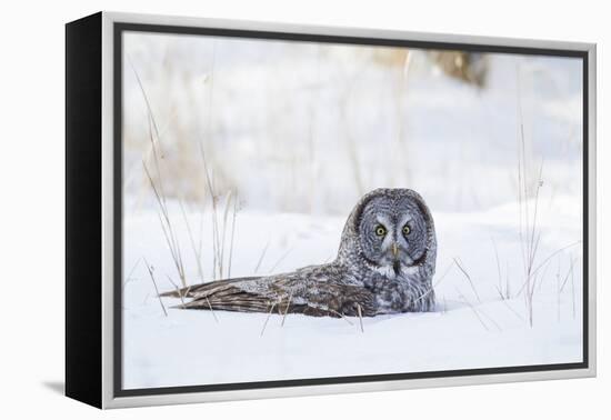 USA, Wyoming, Great Gray Owl Sitting in Snow after Diving for Rodent-Elizabeth Boehm-Framed Premier Image Canvas