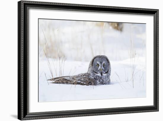 USA, Wyoming, Great Gray Owl Sitting in Snow after Diving for Rodent-Elizabeth Boehm-Framed Photographic Print