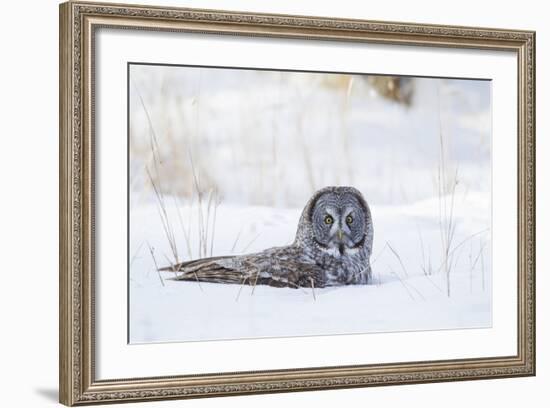 USA, Wyoming, Great Gray Owl Sitting in Snow after Diving for Rodent-Elizabeth Boehm-Framed Photographic Print