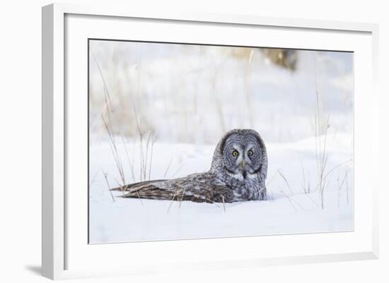 USA, Wyoming, Great Gray Owl Sitting in Snow after Diving for Rodent-Elizabeth Boehm-Framed Photographic Print