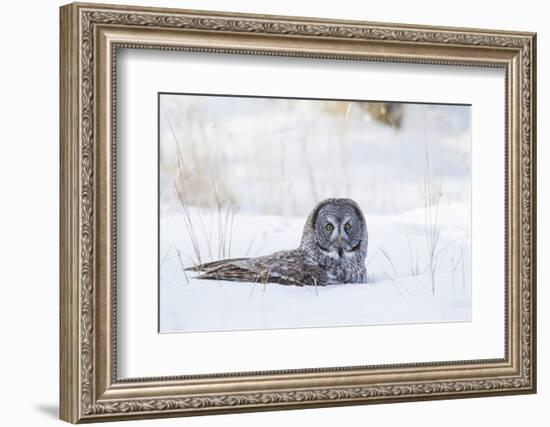 USA, Wyoming, Great Gray Owl Sitting in Snow after Diving for Rodent-Elizabeth Boehm-Framed Photographic Print