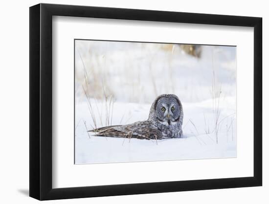 USA, Wyoming, Great Gray Owl Sitting in Snow after Diving for Rodent-Elizabeth Boehm-Framed Photographic Print