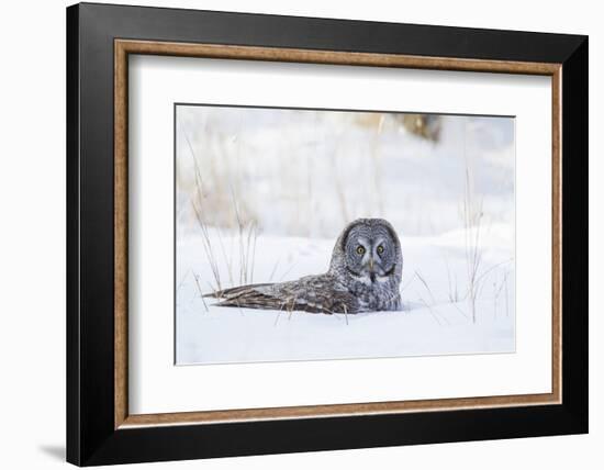 USA, Wyoming, Great Gray Owl Sitting in Snow after Diving for Rodent-Elizabeth Boehm-Framed Photographic Print