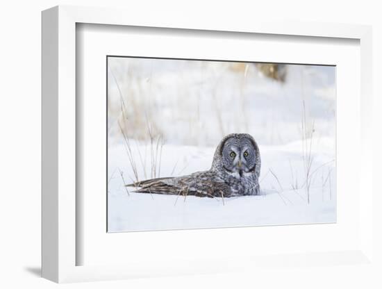 USA, Wyoming, Great Gray Owl Sitting in Snow after Diving for Rodent-Elizabeth Boehm-Framed Photographic Print