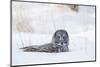 USA, Wyoming, Great Gray Owl Sitting in Snow after Diving for Rodent-Elizabeth Boehm-Mounted Photographic Print