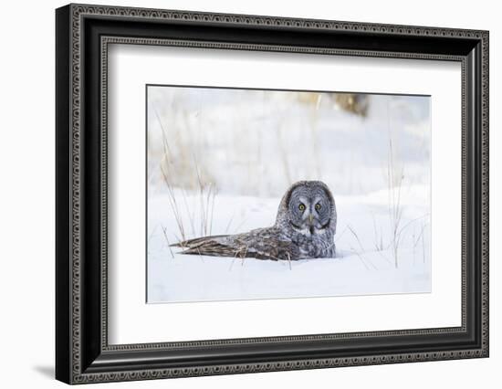 USA, Wyoming, Great Gray Owl Sitting in Snow after Diving for Rodent-Elizabeth Boehm-Framed Photographic Print