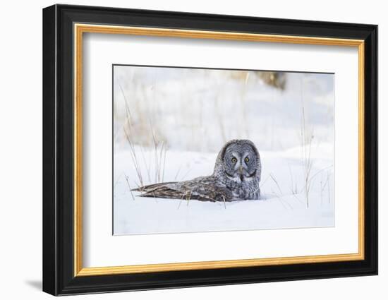 USA, Wyoming, Great Gray Owl Sitting in Snow after Diving for Rodent-Elizabeth Boehm-Framed Photographic Print