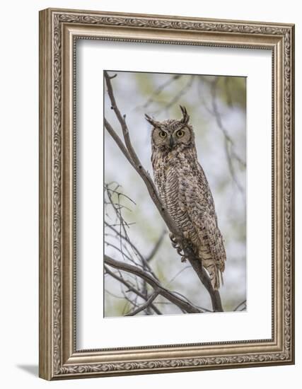 USA, Wyoming,  Great Horned Owl perches on a cottonwood tree.-Elizabeth Boehm-Framed Photographic Print