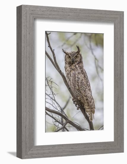 USA, Wyoming,  Great Horned Owl perches on a cottonwood tree.-Elizabeth Boehm-Framed Photographic Print