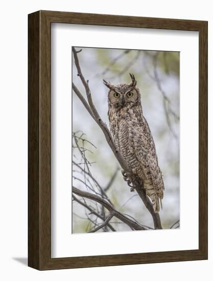 USA, Wyoming,  Great Horned Owl perches on a cottonwood tree.-Elizabeth Boehm-Framed Photographic Print