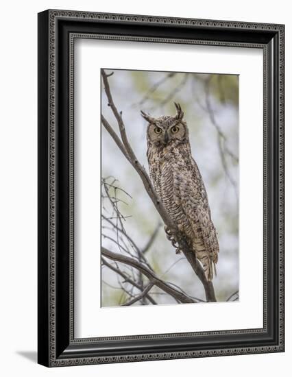 USA, Wyoming,  Great Horned Owl perches on a cottonwood tree.-Elizabeth Boehm-Framed Photographic Print