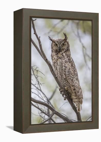 USA, Wyoming,  Great Horned Owl perches on a cottonwood tree.-Elizabeth Boehm-Framed Premier Image Canvas