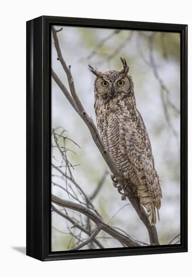 USA, Wyoming,  Great Horned Owl perches on a cottonwood tree.-Elizabeth Boehm-Framed Premier Image Canvas
