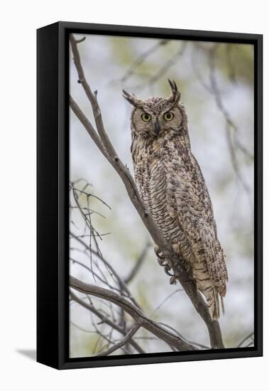 USA, Wyoming,  Great Horned Owl perches on a cottonwood tree.-Elizabeth Boehm-Framed Premier Image Canvas