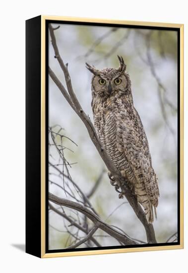 USA, Wyoming,  Great Horned Owl perches on a cottonwood tree.-Elizabeth Boehm-Framed Premier Image Canvas