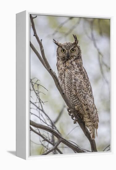 USA, Wyoming,  Great Horned Owl perches on a cottonwood tree.-Elizabeth Boehm-Framed Premier Image Canvas