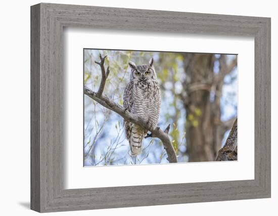 USA, Wyoming,  Great Horned Owl perches on a cottonwood tree.-Elizabeth Boehm-Framed Photographic Print