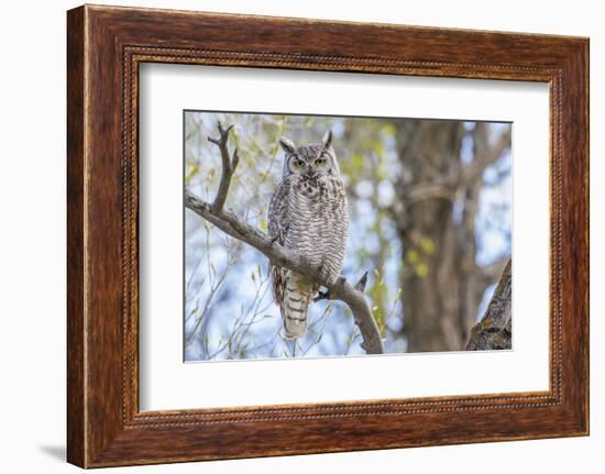 USA, Wyoming,  Great Horned Owl perches on a cottonwood tree.-Elizabeth Boehm-Framed Photographic Print