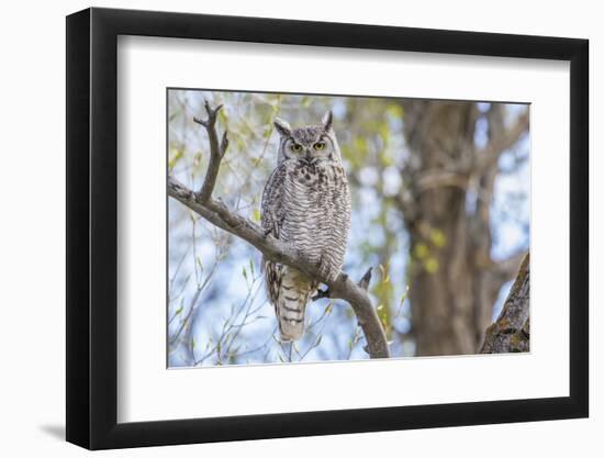 USA, Wyoming,  Great Horned Owl perches on a cottonwood tree.-Elizabeth Boehm-Framed Photographic Print