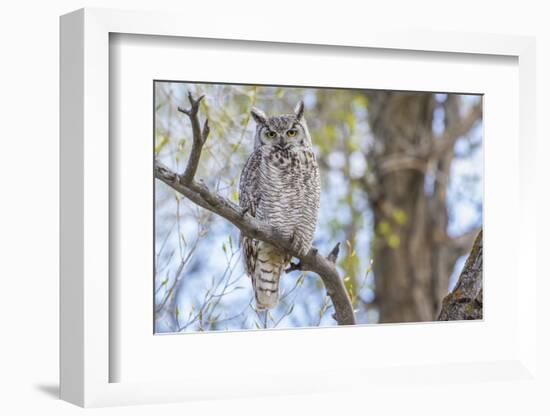 USA, Wyoming,  Great Horned Owl perches on a cottonwood tree.-Elizabeth Boehm-Framed Photographic Print