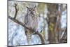 USA, Wyoming,  Great Horned Owl perches on a cottonwood tree.-Elizabeth Boehm-Mounted Photographic Print