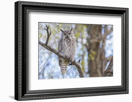 USA, Wyoming,  Great Horned Owl perches on a cottonwood tree.-Elizabeth Boehm-Framed Photographic Print