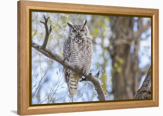 USA, Wyoming,  Great Horned Owl perches on a cottonwood tree.-Elizabeth Boehm-Framed Premier Image Canvas