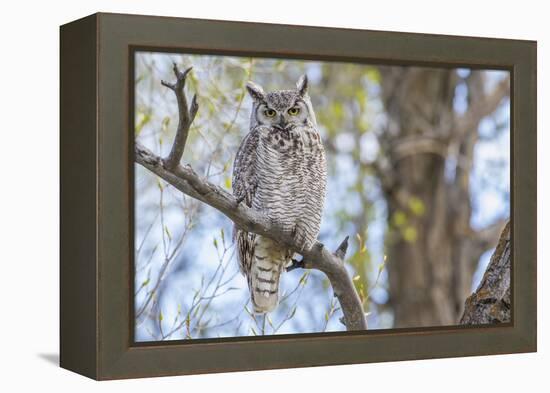 USA, Wyoming,  Great Horned Owl perches on a cottonwood tree.-Elizabeth Boehm-Framed Premier Image Canvas