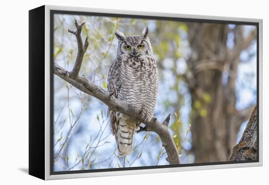 USA, Wyoming,  Great Horned Owl perches on a cottonwood tree.-Elizabeth Boehm-Framed Premier Image Canvas