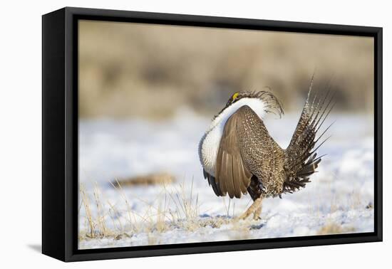 USA, Wyoming, Greater Sage Grouse Strutting on Lek in Snow-Elizabeth Boehm-Framed Premier Image Canvas