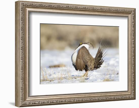 USA, Wyoming, Greater Sage Grouse Strutting on Lek in Snow-Elizabeth Boehm-Framed Photographic Print