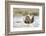 USA, Wyoming, Greater Sage Grouse Strutting on Lek in Snow-Elizabeth Boehm-Framed Photographic Print