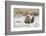 USA, Wyoming, Greater Sage Grouse Strutting on Lek in Snow-Elizabeth Boehm-Framed Photographic Print