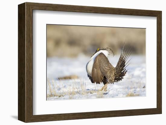 USA, Wyoming, Greater Sage Grouse Strutting on Lek in Snow-Elizabeth Boehm-Framed Photographic Print