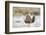 USA, Wyoming, Greater Sage Grouse Strutting on Lek in Snow-Elizabeth Boehm-Framed Photographic Print