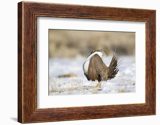 USA, Wyoming, Greater Sage Grouse Strutting on Lek in Snow-Elizabeth Boehm-Framed Photographic Print