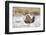 USA, Wyoming, Greater Sage Grouse Strutting on Lek in Snow-Elizabeth Boehm-Framed Photographic Print