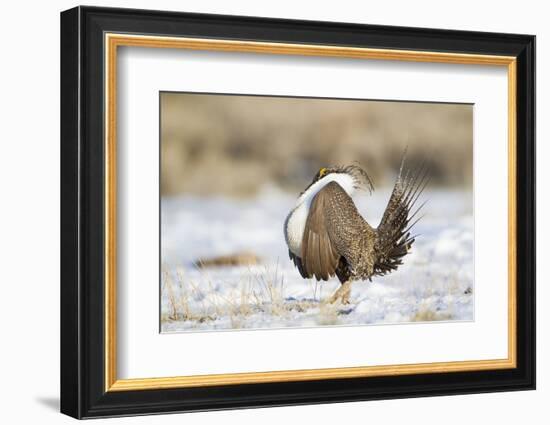 USA, Wyoming, Greater Sage Grouse Strutting on Lek in Snow-Elizabeth Boehm-Framed Photographic Print